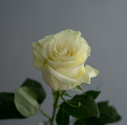 Роза Mondiale 60см